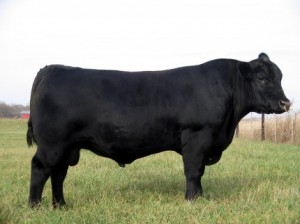 A sacrificial bull